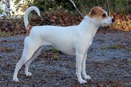 Hepulin Ariel E-Emä