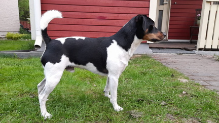 Hepulin Quilladin D1-isä